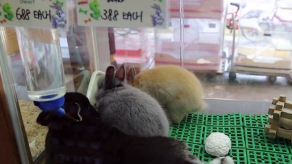 Toa Payoh Pet shops sells rabbits