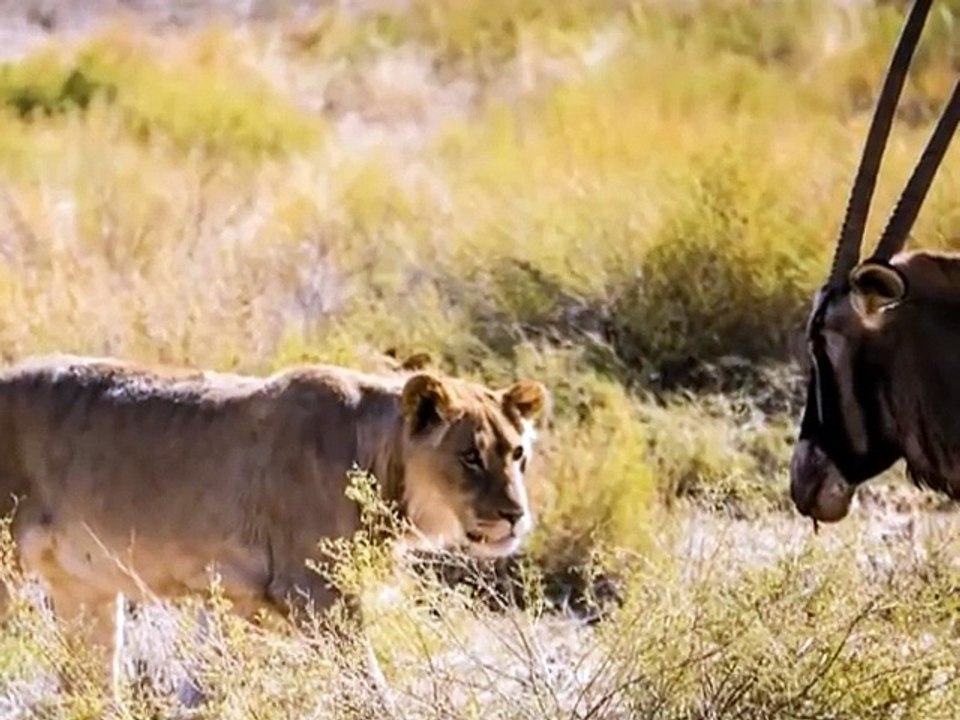 8 Löwen und ein Oryx