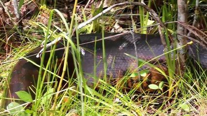 Die 10 Gefährlichsten Tiere des Amazonas