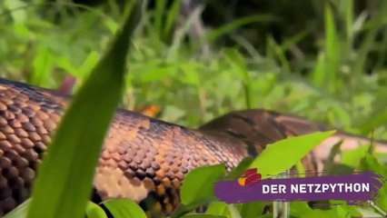 Die größten Schlangen der Welt: Gigantische Reptilien im Überblick 🐍 - thumbnail