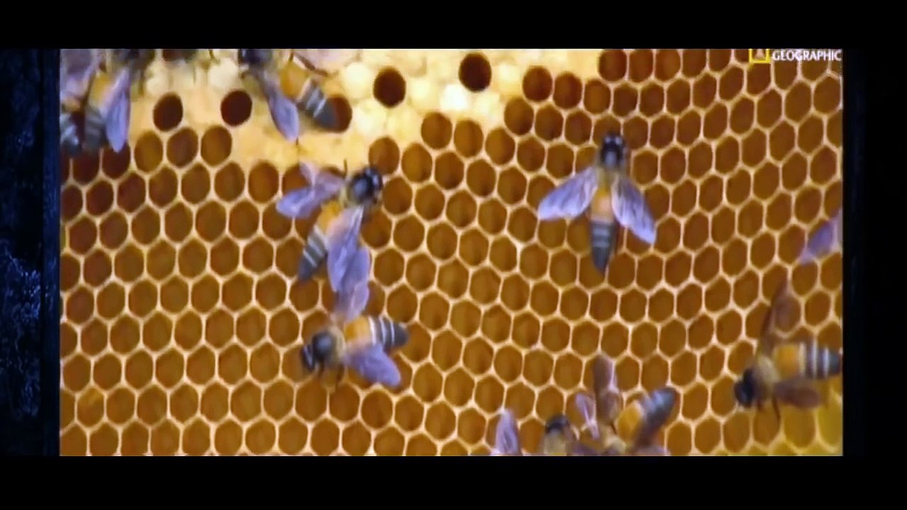 Top 10 Die tödlichsten Tier Gifte Doku HD