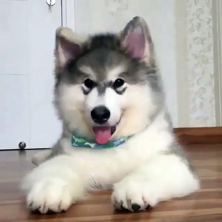 My crazy new husky dog can perform some crazy actions and Moves & New puppies & Husky dogs