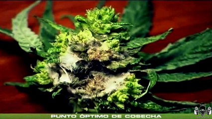 CAP 7: LA COSECHA  - CANNABIS INDOOR