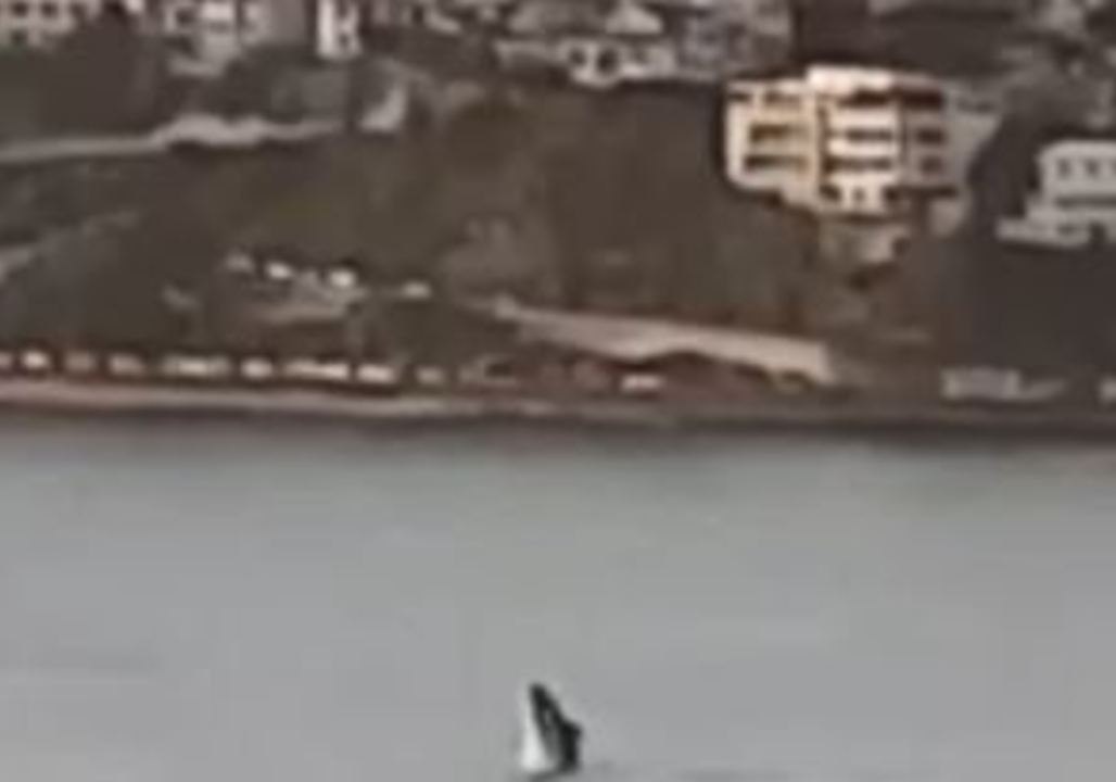 Office Workers Spot Whale Frolicking in Wellington Harbour