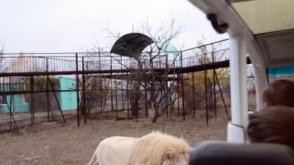 White Lion Pursues Car with Tourists