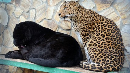 Wild Cats Massage