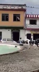 Dog Takes a Dip in Fountain