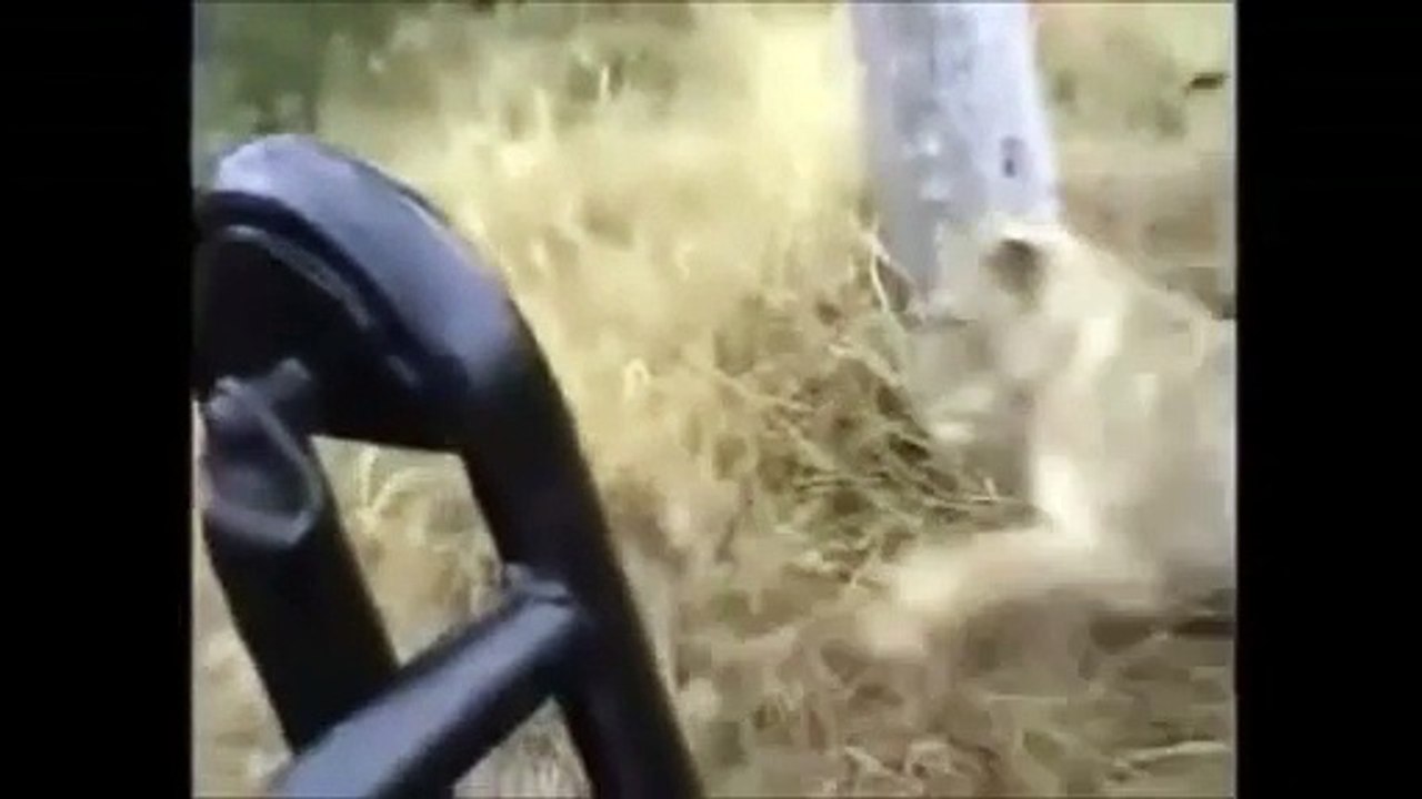 Wild Animal Planet ] Leopards vs  Lions Full Documentary