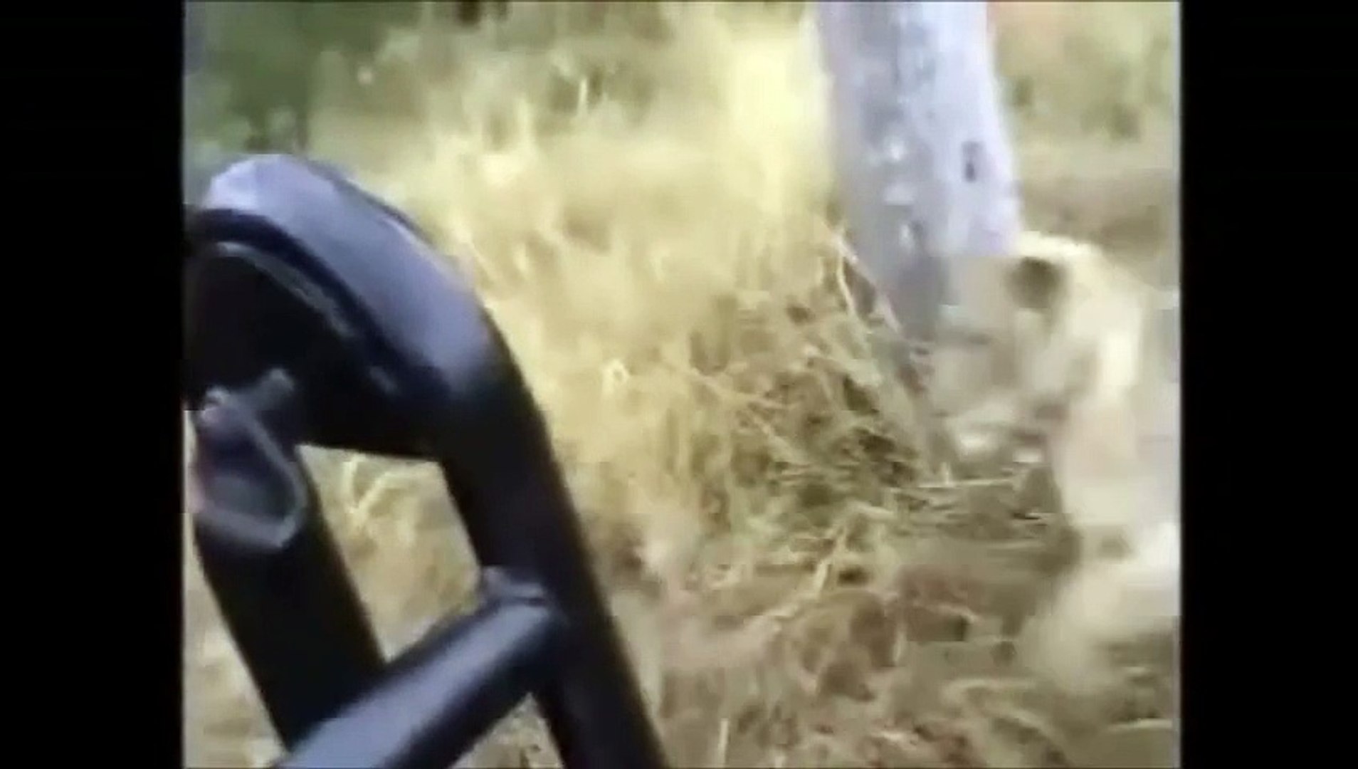 ⁣[ Wild Animal Planet ] Leopards vs  Lions Full Documentari-