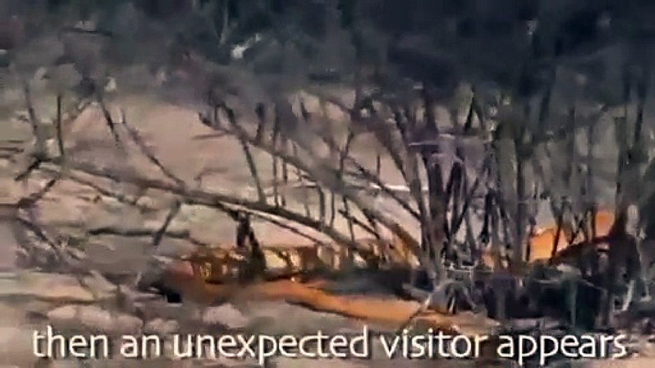 Animal attack Golden King Cobra Vs Mongoose -