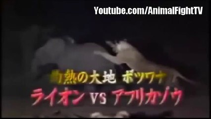 [ Wild Animal Planet ] Lion vs Elephant Real Full Documentary -