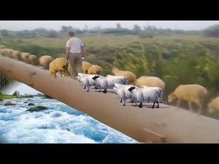 Goats And Sheep Crossing  The Tall  Bridges  & River