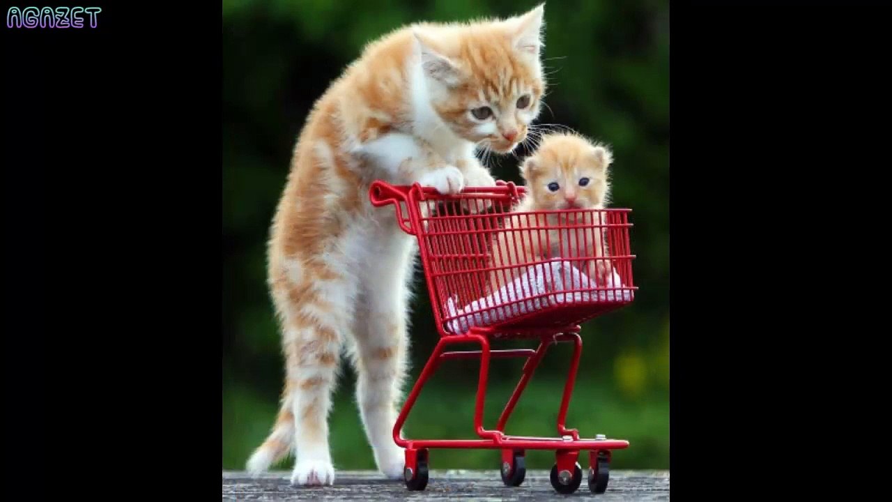 The hard-hitting humorous situations of the cats