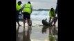 Aussie fishermen rescue shark stuck in fishing net on Queensland beach