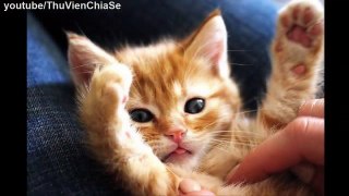 The most cute kitten in the world