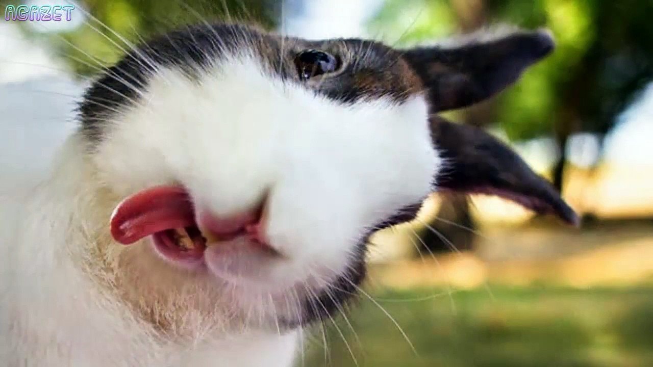 The most cute bunny earth