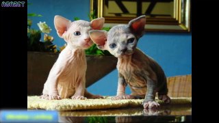 The most exotic and cute cats in the world