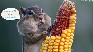 These 15 Cute Animals Look Even Cuter When They Eat