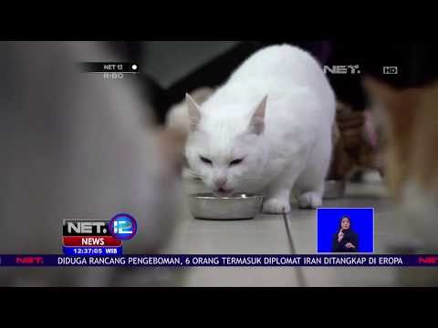 Achilles, Kucing Tuli Peramal Pesta Bola - NET12