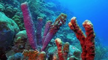 Reef Wrecks Series 1 2of5 Florida Keys Shipwreck Trail