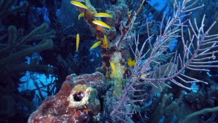 Reef Wrecks Series 1 3of5 Bahamas