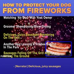 The creators of 'Now That's What I Call Music' bring you a 4th of July soundtrack for dogs