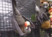 Flying Foxes Foot the Bill for Appletisers