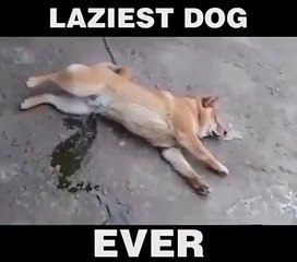 laziest dog ever