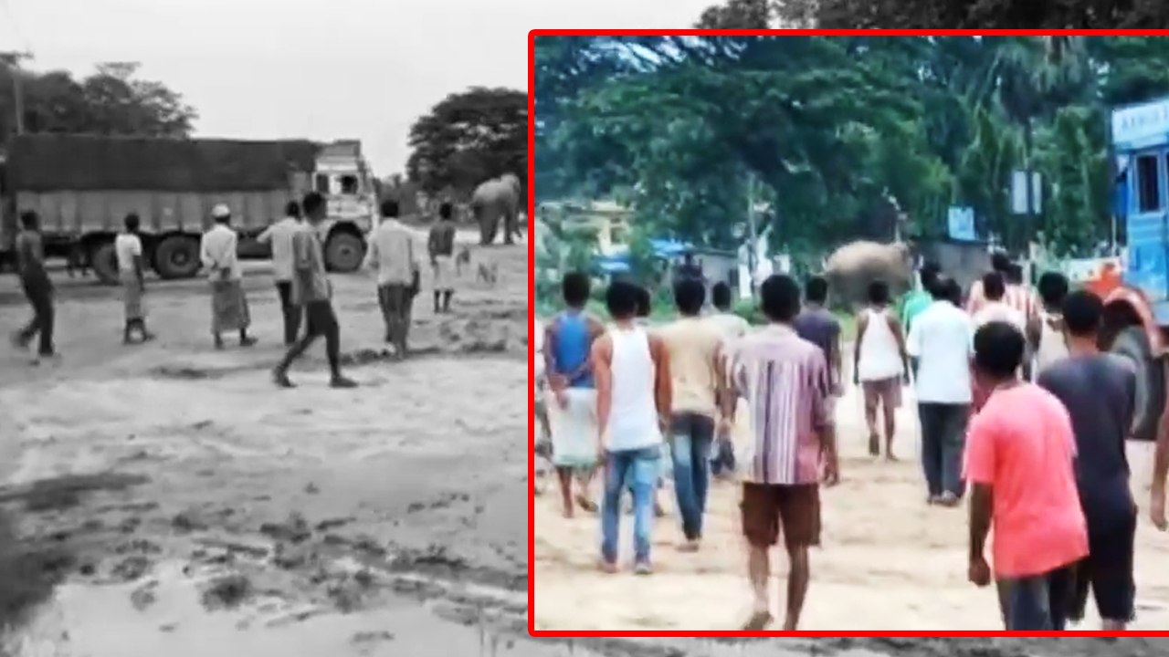 Wild Elephant blocks national highway in Assam India, Watch video | Oneindia News