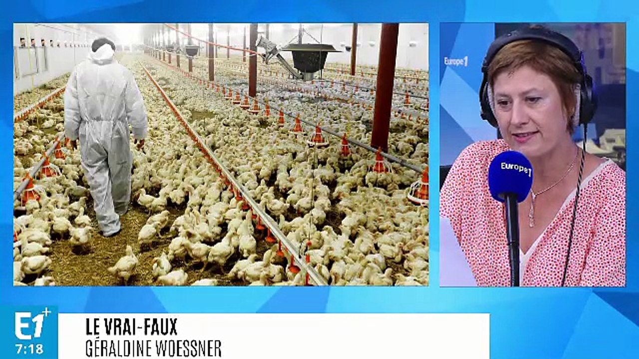Vrai ou Faux, le poulet subventionné européen déstabilise les marchés nord-africains ?