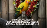 Wisata Baru di Jogja: Istana Penangkaran Burung