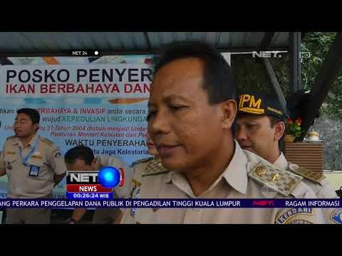 2 Ikan Aligator Diserahkan Warga ke BKIPM - NET24