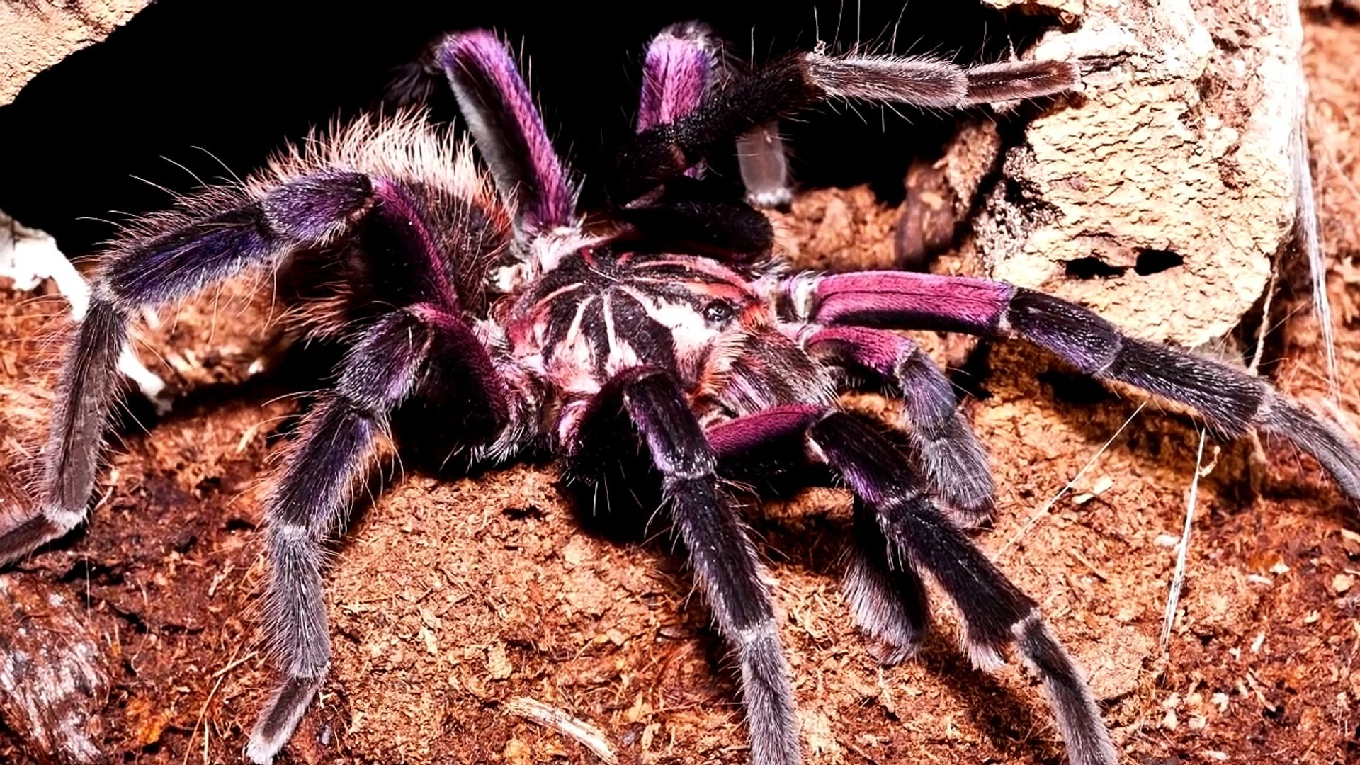 Die 10 Größten Spinnen der Welt! - video Dailymotion