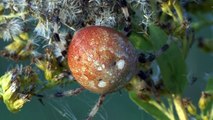 Araneus quadratus various colors Vierfleck Keuzspinne