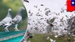 Millions of pigeons in Taiwan’s grueling pigeon race - TomoNews