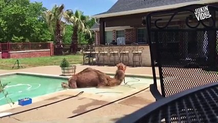 Happy Hump Day Also why do these people have a pet camel