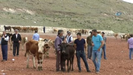 Kars'ta Kurbanlıklar Pazara İndi