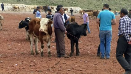 Kars’ta kurbanlıklar pazara indi