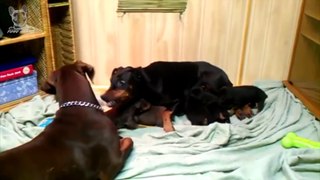 Dogs Protecting Their Babies Mom Dogs Protects Puppies Compilation