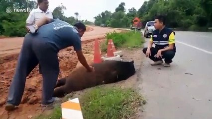 Endangered black bear killed in 'truck hit-and-run' while searching for food