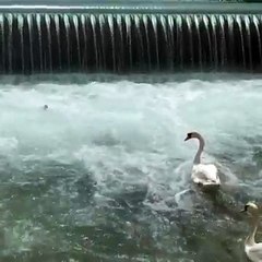 Un homme vient en aide à un bébé cygne  (Annecy)