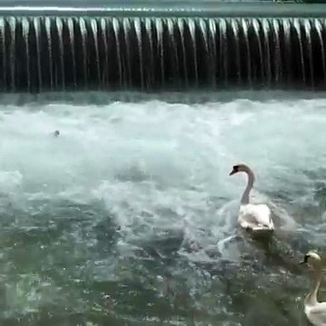 Un homme vient en aide à un bébé cygne (Annecy)