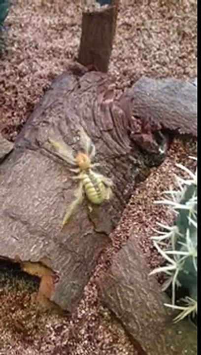 Camel spider