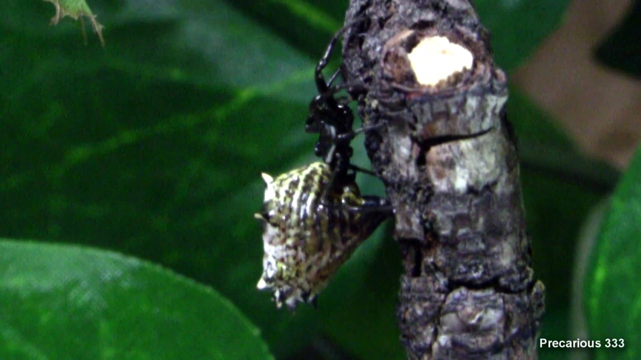 Spiky Spider Micrathena gracilis