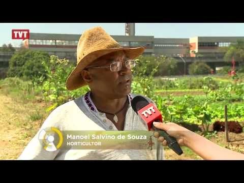 Em São Bernardo, hortas urbanas são alternativa de alimentação sem agrotóxicos