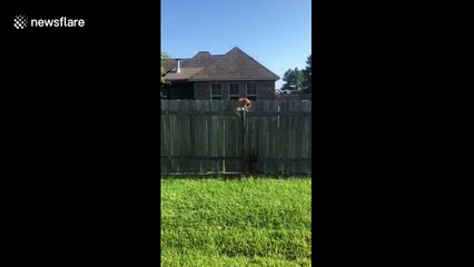 Frustrated pooch jumps in vain trying to reach cat on fence