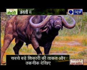 जंगल युद्ध: काली मौत से हुआ शेर का संग्राम