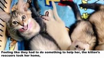 This Stray Kitten Was Raised By 5 Ferrets And Now Thinks She Is A Ferret