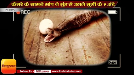 Incredible moment snake regurgitates 9 eggs