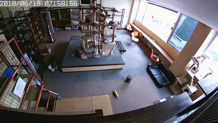 La réaction de chats avant un séisme